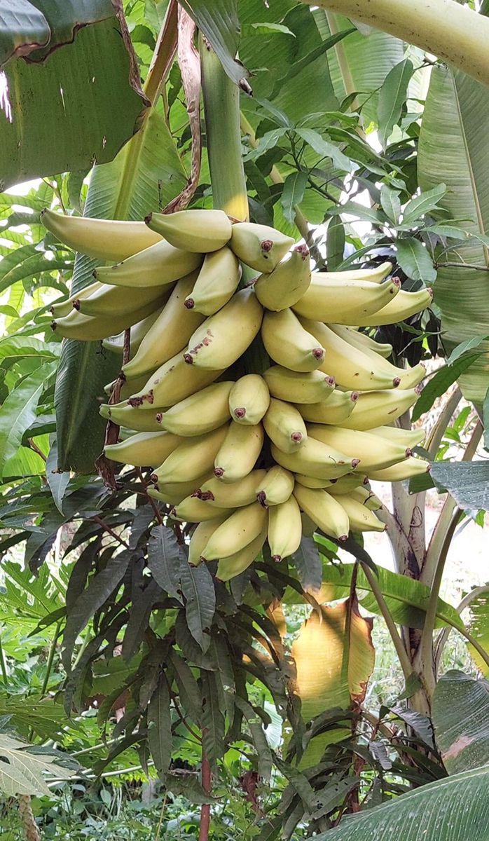 Banana Pão