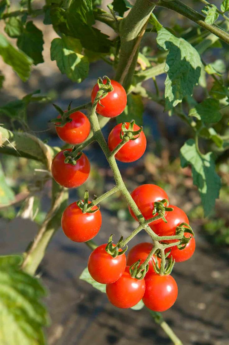 Tomate Cherry