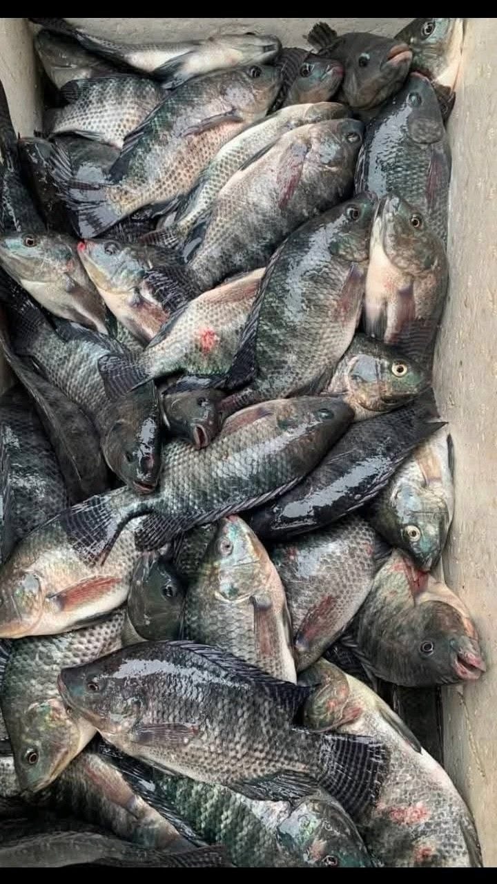 Tilápia Fresca